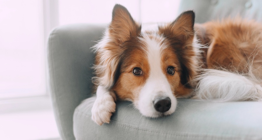 Border Collie relaxing on a sofa